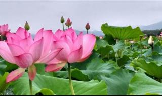 让人心静的音乐 让人心静的音乐